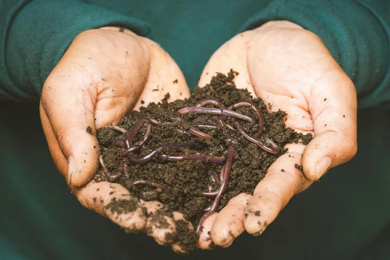 Worm composting bin